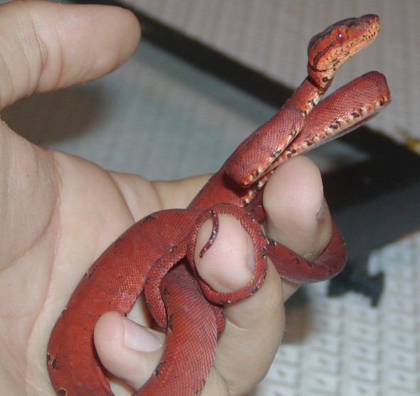 Red patterned amazon