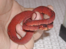 Red amazon 2