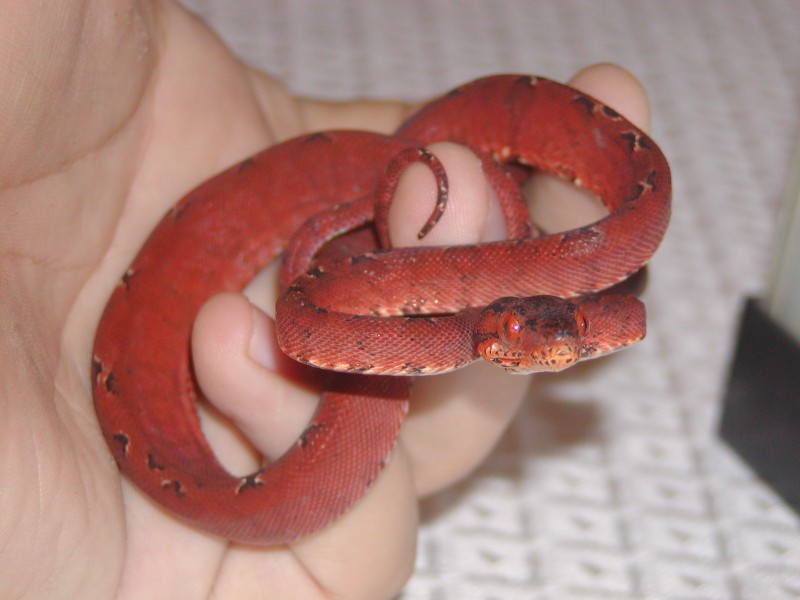 Red amazon 2