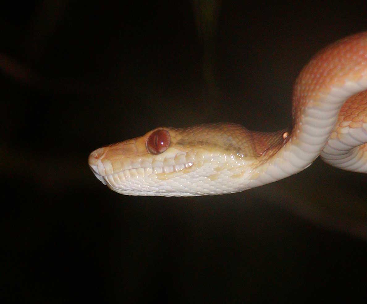 adult corallus grenadensis