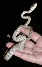 A subadult Corallus Grenadensis