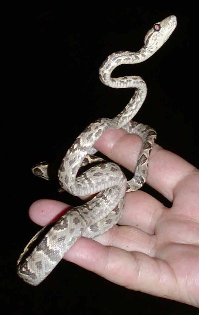 A subadult Corallus Grenadensis