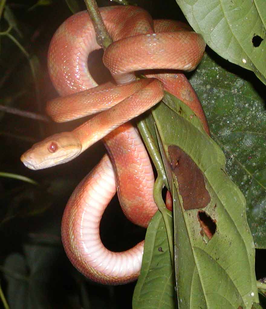 A corallus grenadensis in-situ