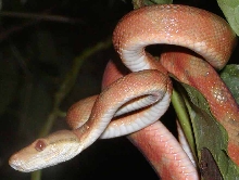 Same boa, different shot