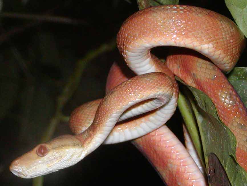 Same boa, different shot