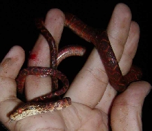 Yet another grenadensis pic