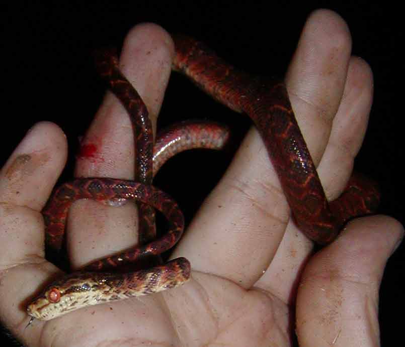 Yet another grenadensis pic