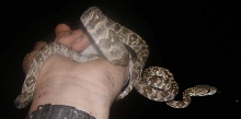 Another Grenadensis...