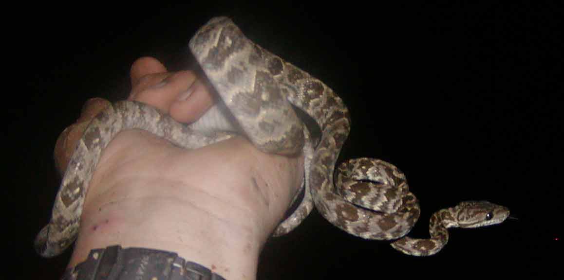 Another Grenadensis...