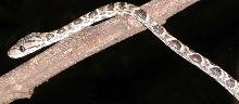 ok, this is the last grenadensis photo, I promise....