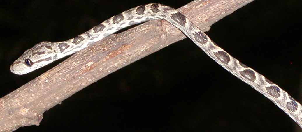 ok, this is the last grenadensis photo, I promise....