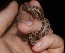 grenadensis neonate
