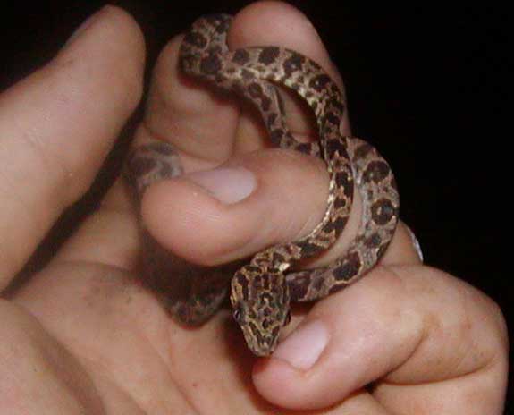 grenadensis neonate