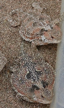 two male Phrynosoma Hernandezi
