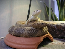 Ripcord and his buddy