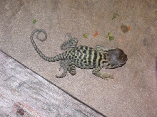Baby #4