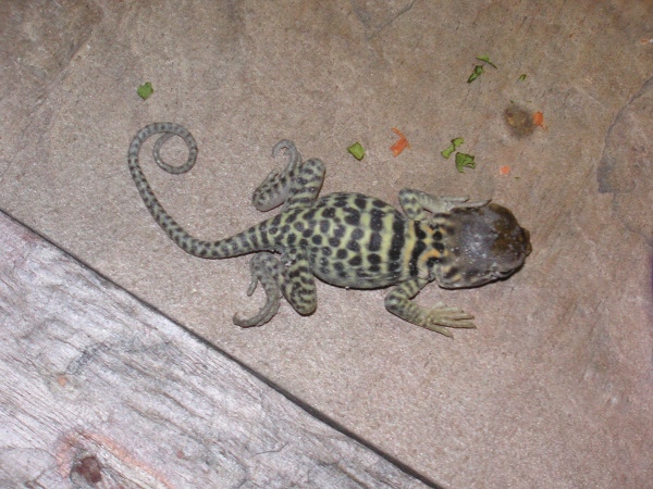 Baby #4