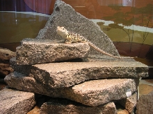 Thiamine on her rock pile