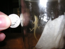 Pickle in a jar