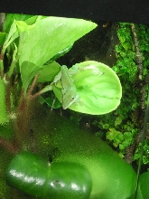 Bowser in his viv