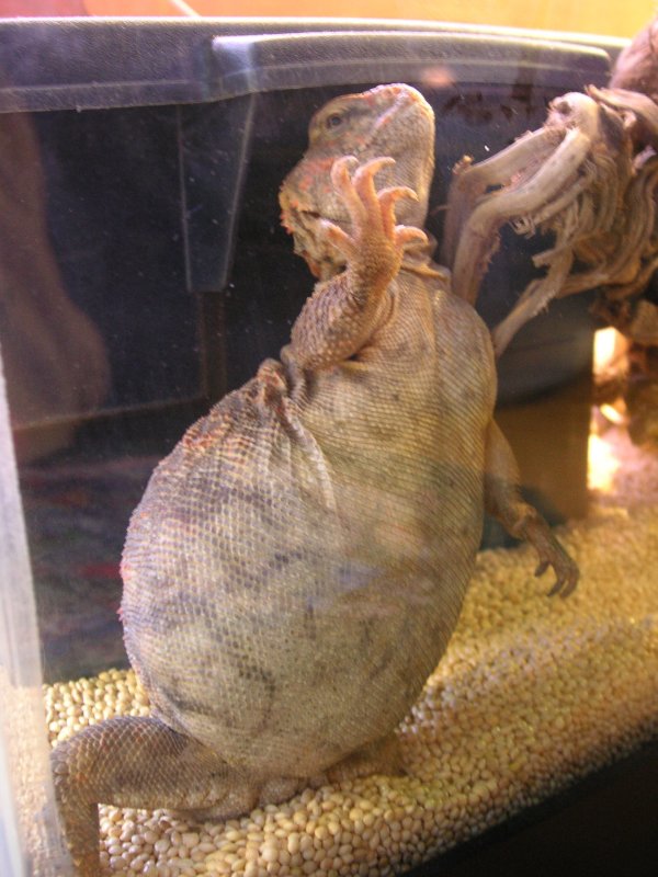 Gravid glass dancing