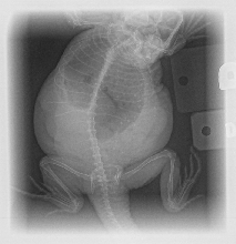 Gravid Rory's radiograph