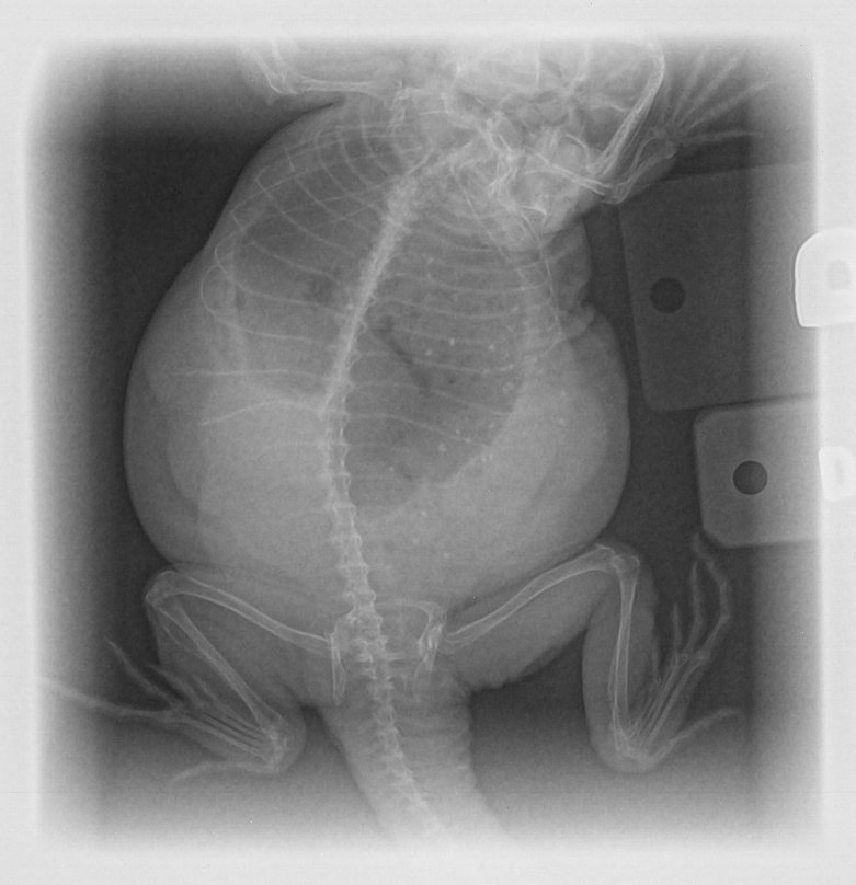 Gravid Rory's radiograph