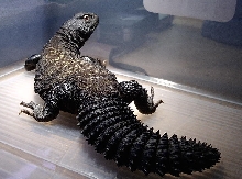 Spike's killer tail
