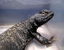 Spike's mug shot