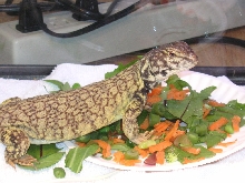 Turtle in her dinner