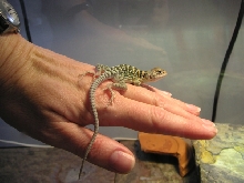 New baby on knuckles