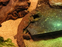 Arthur after laying her 10 eggs