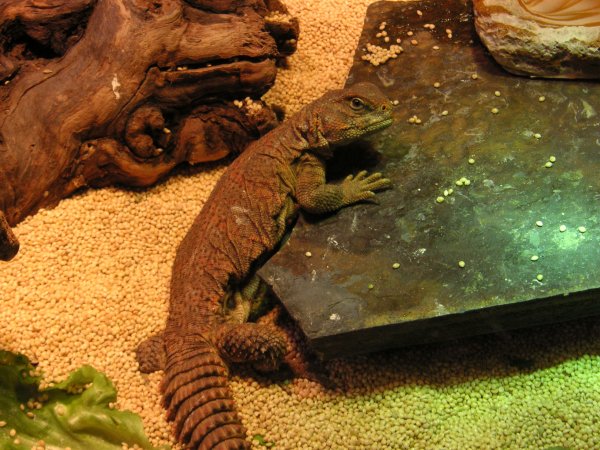 Arthur after laying her 10 eggs