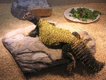 Tank