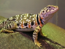 Rorschach's blush colors