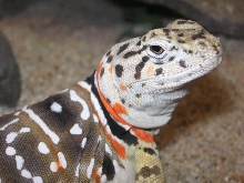 Rorschach