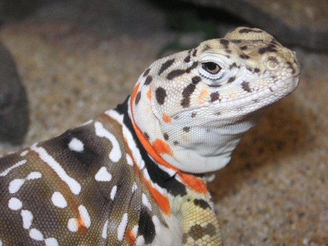 Rorschach