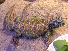 Scuttlebutt
