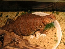 Arthur gravid
