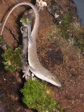 Bowser on his mossy branch