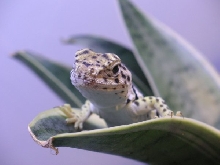 Close up
