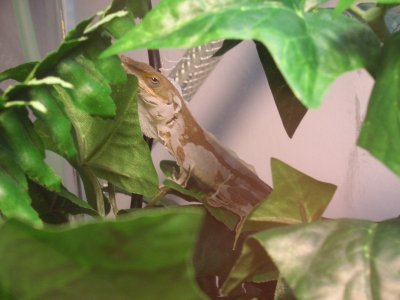 Bowser shedding