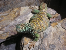 Scuttlebutt