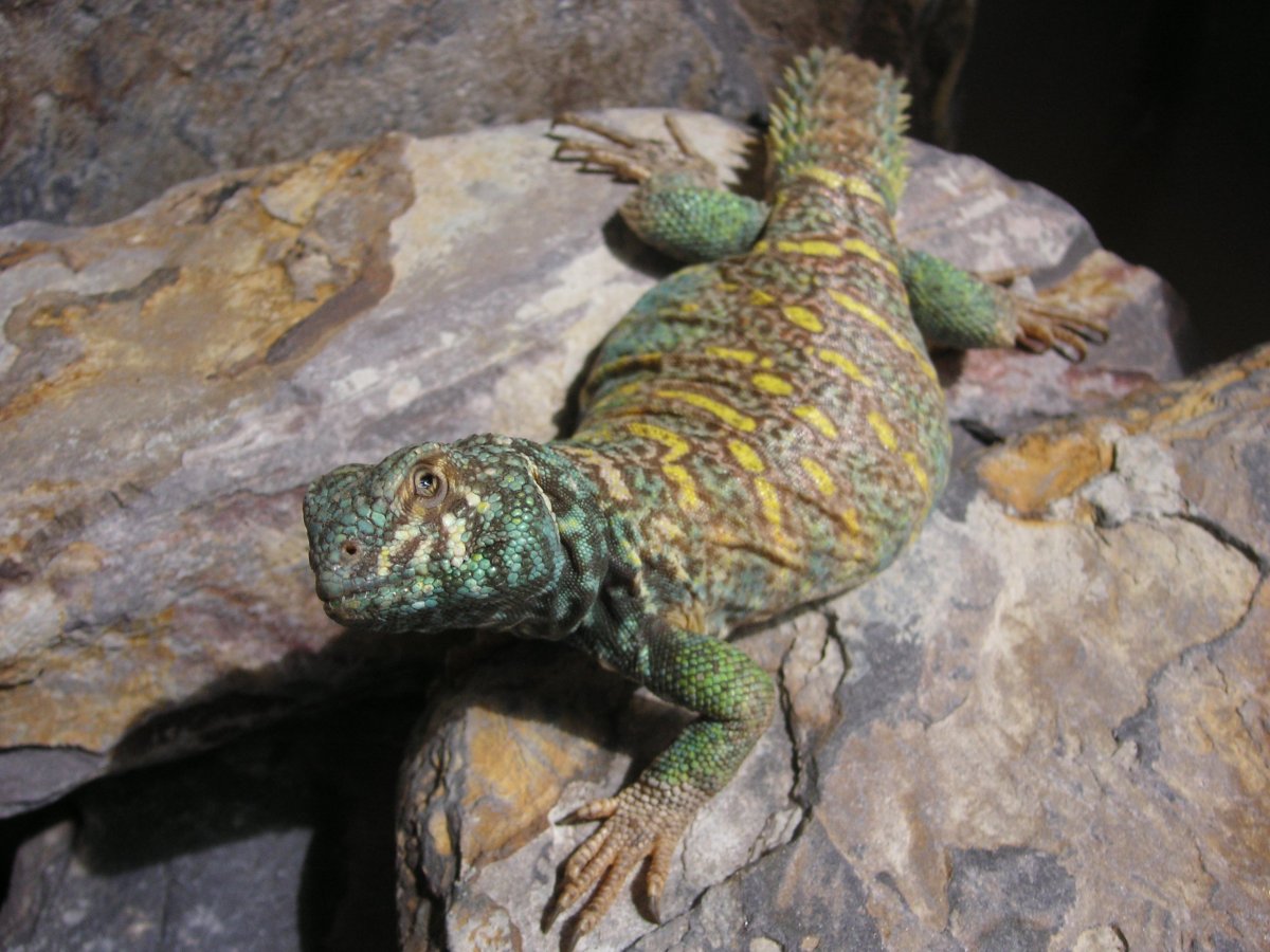 Scuttlebutt