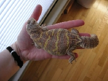 Shazzbot getting big