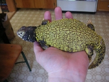 Tank in the kitchen