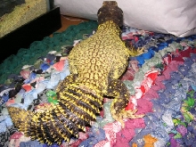 Yellow spikes