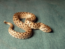 Baby Hognose