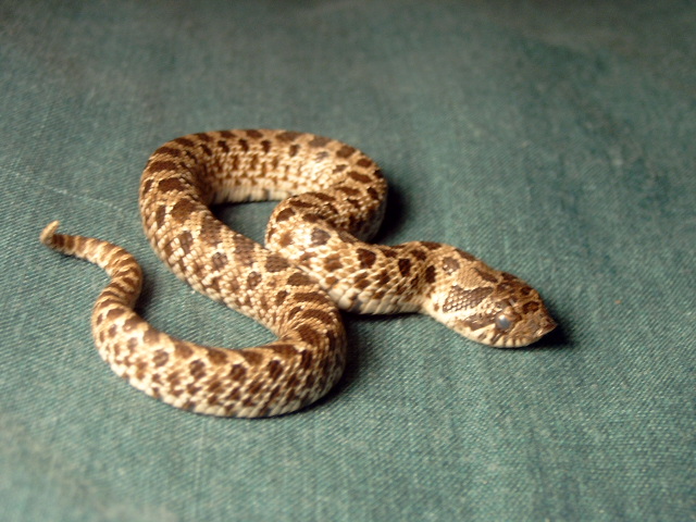 Baby Hognose