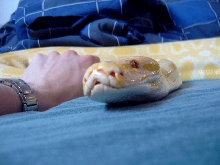 Albino Burm